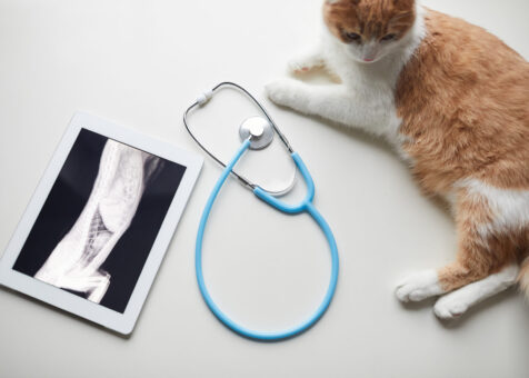 Animal Welfare & Veterinary